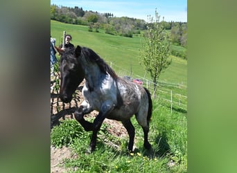Noriker, Stute, 1 Jahr, Braunfalbschimmel