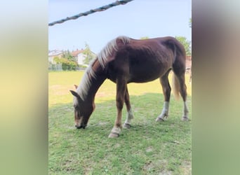 Noriker, Stute, 1 Jahr, Fuchs