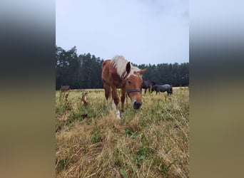 Noriker, Stute, 1 Jahr, Fuchs