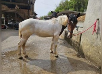 Noriker, Stute, 1 Jahr, Schecke