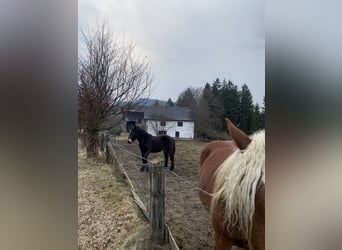 Noriker, Stute, 1 Jahr, Schwarzbrauner