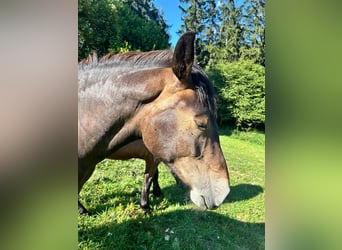 Noriker, Stute, 1 Jahr, Schwarzbrauner