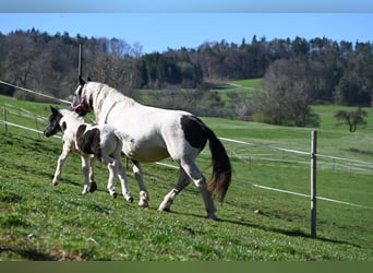 Noriker, Stute, 1 Jahr, Tobiano-alle-Farben