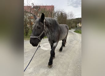 Noriker, Stute, 20 Jahre, 172 cm, Rappschimmel