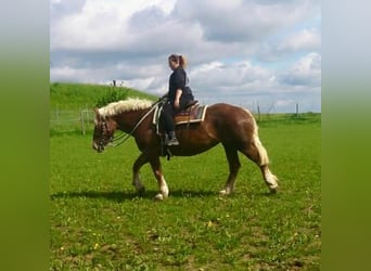 Noriker, Stute, 25 Jahre, 165 cm, Fuchs