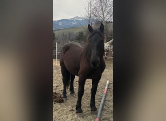 Noriker, Stute, 2 Jahre, 151 cm, Rappe