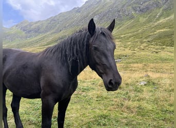 Noriker, Stute, 2 Jahre, 158 cm, Rappe