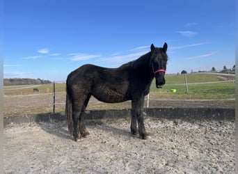 Noriker, Stute, 2 Jahre, 158 cm, Rappe