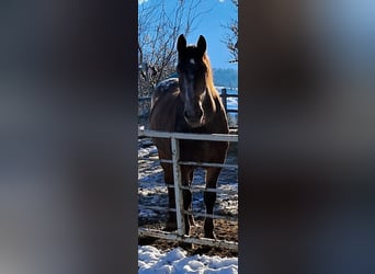 Noriker, Stute, 2 Jahre, 160 cm, Braunfalbschimmel