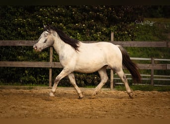 Noriker, Stute, 2 Jahre, 160 cm, Tigerschecke