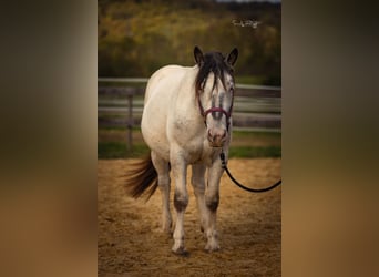 Noriker, Stute, 2 Jahre, 160 cm, Tigerschecke