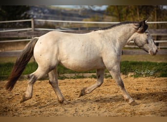 Noriker, Stute, 2 Jahre, 160 cm, Tigerschecke