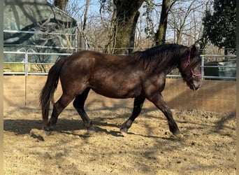 Noriker, Stute, 2 Jahre, 163 cm, Rappe