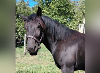 Noriker, Stute, 2 Jahre, 164 cm, Rappe
