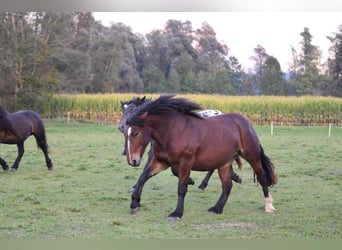 Noriker, Stute, 2 Jahre, Brauner