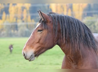 Noriker, Stute, 2 Jahre, Brauner