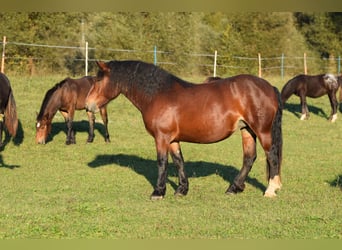 Noriker, Stute, 2 Jahre, Brauner