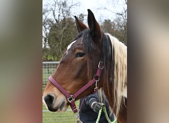 Noriker, Stute, 2 Jahre