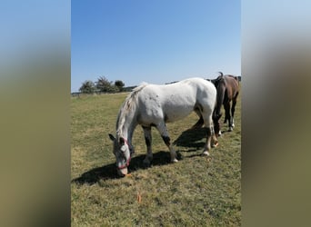 Noriker, Stute, 2 Jahre, Schimmel