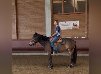 Noriker, Stute, 3 Jahre, 147 cm, Brauner