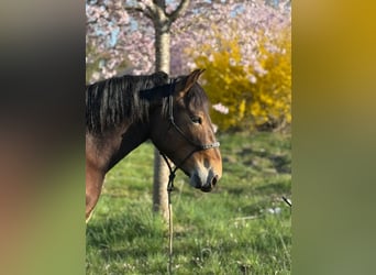Noriker, Stute, 3 Jahre, 147 cm, Brauner