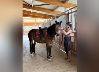 Noriker, Stute, 3 Jahre, 150 cm, Brauner