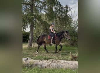 Noriker, Stute, 3 Jahre, 150 cm, Brauner