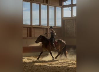 Noriker, Stute, 3 Jahre, 150 cm, Brauner