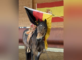 Noriker, Stute, 3 Jahre, 150 cm, Brauner