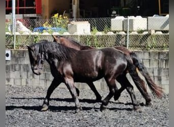 Noriker, Stute, 3 Jahre, 153 cm, Rappe