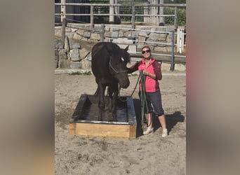 Noriker, Stute, 3 Jahre, 155 cm, Rappe