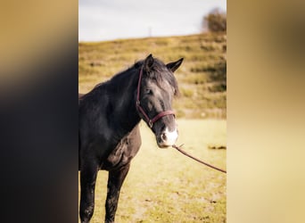 Noriker, Stute, 3 Jahre, 158 cm, Dunkelbrauner