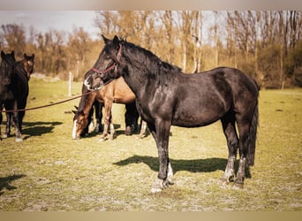 Noriker, Stute, 3 Jahre, 158 cm, Dunkelbrauner