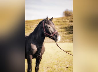 Noriker, Stute, 3 Jahre, 158 cm, Dunkelbrauner
