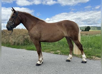 Noriker, Stute, 3 Jahre, 158 cm, Fuchs