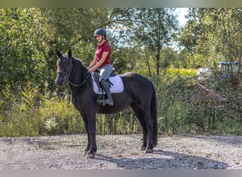 Noriker, Stute, 3 Jahre, 158 cm, Rappe