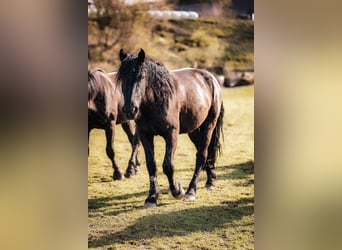 Noriker, Stute, 3 Jahre, 158 cm, Rappe