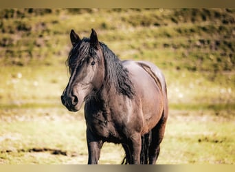 Noriker, Stute, 3 Jahre, 158 cm, Rappe