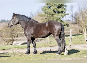 Noriker, Stute, 3 Jahre, 159 cm, Rappe