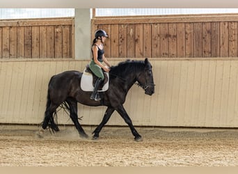 Noriker, Stute, 3 Jahre, 159 cm, Rappe