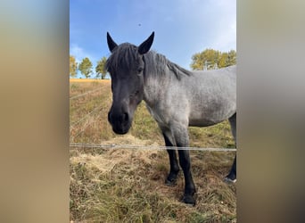 Noriker, Stute, 3 Jahre, 160 cm, Blauschimmel