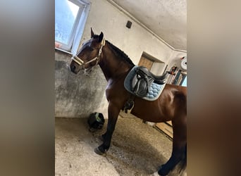 Noriker, Stute, 3 Jahre, 160 cm, Brauner