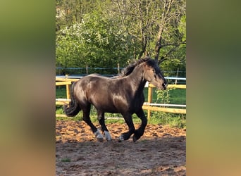 Noriker, Stute, 3 Jahre, 160 cm, Rappe