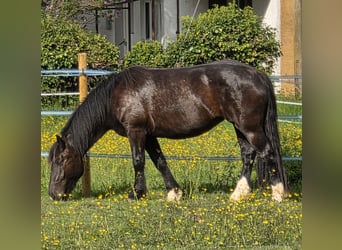 Noriker, Stute, 3 Jahre, 160 cm, Rappe