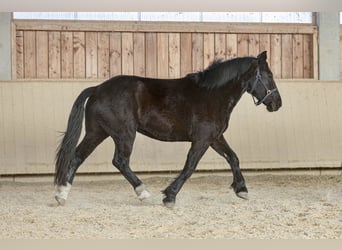 Noriker, Stute, 3 Jahre, 163 cm, Rappe