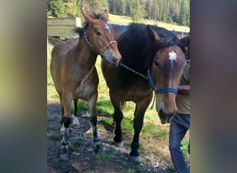 Noriker, Stute, 3 Jahre, 165 cm, Rappe
