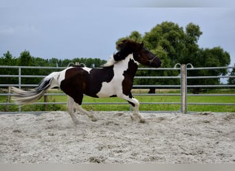 Noriker, Stute, 3 Jahre, 165 cm, Schecke