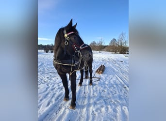 Noriker, Stute, 3 Jahre, 165 cm, Tigerschecke