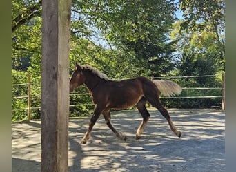 Noriker, Stute, 3 Jahre, Dunkelfuchs