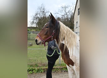 Noriker, Stute, 3 Jahre